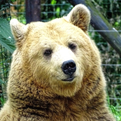 Brown bear - De Zonnegloed - Animal park - Animal refuge centre 